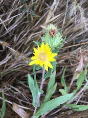 Grindelia integrifolia