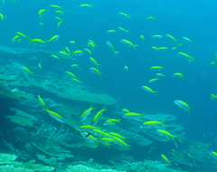 Mirolabrichthys evansi