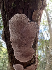 Hexagonia tenuis