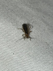 Oncerotrachelus
