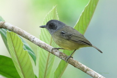 Dysithamnus mentalis