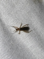Oncerotrachelus