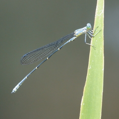 Isostictidae