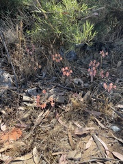 Alstroemeria hookeri