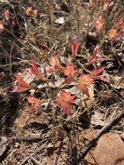 Alstroemeria hookeri