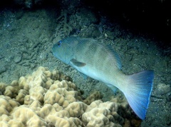 Plectropomus leopardus