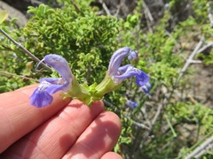 Salvia dentata