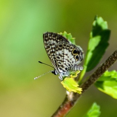 Leptotes cassius