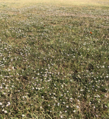 Symphyotrichum expansum