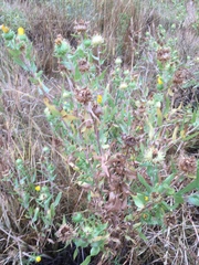 Grindelia integrifolia