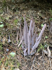 Alloclavaria purpurea