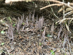 Alloclavaria purpurea