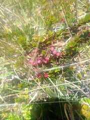 Vaccinium floribundum