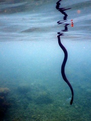 Emydocephalus annulatus