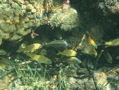 Haemulon flavolineatum