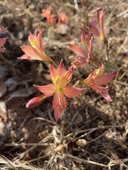 Alstroemeria hookeri
