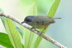 Dysithamnus mentalis