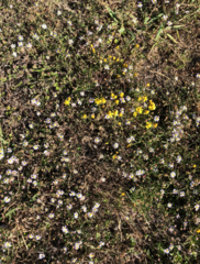 Symphyotrichum expansum