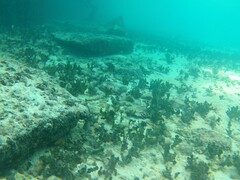 Monotaxis grandoculis