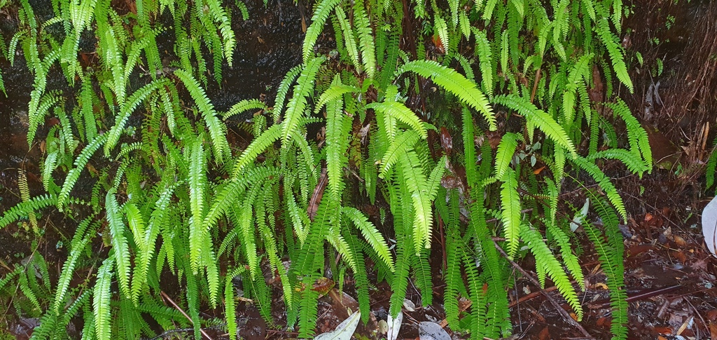 Blechnum arcuatum