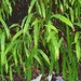 Blechnum arcuatum - Photo (c) Cesar Ormazabal, some rights reserved (CC BY-NC), uploaded by Cesar Ormazabal