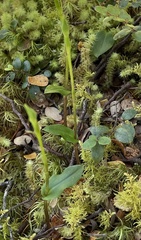 Adenochilus gracilis