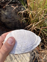 Terrapene carolina bauri