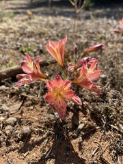 Alstroemeria hookeri