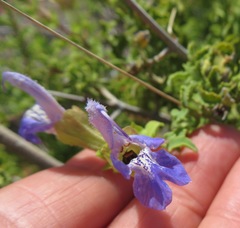 Salvia dentata