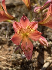 Alstroemeria hookeri