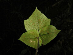 Cyrtomium hemionitis