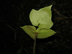 Cyrtomium hemionitis