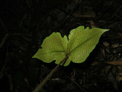 Cyrtomium hemionitis