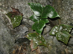 Cyrtomium hemionitis