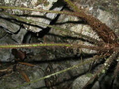 Cyrtomium hemionitis