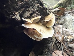 Antrodiella