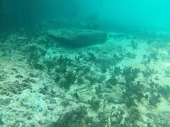 Monotaxis grandoculis