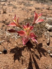 Alstroemeria hookeri