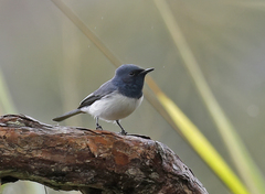Leaden Flycatcher photo 3