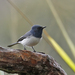 Leaden Flycatcher - Photo (c) Laura Keene, some rights reserved (CC BY-NC), uploaded by Laura Keene