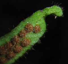 Oreogrammitis sinohirtella