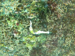 Hypselodoris imperialis