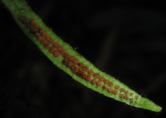 Oreogrammitis sinohirtella