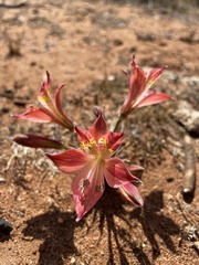 Alstroemeria hookeri