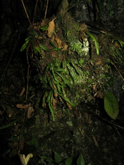 Oreogrammitis sinohirtella