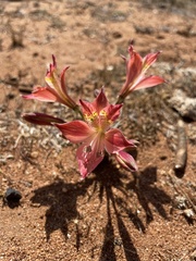 Alstroemeria hookeri