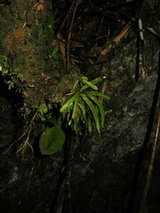 Oreogrammitis sinohirtella