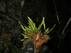 Oreogrammitis sinohirtella