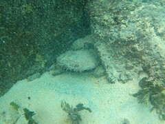 Pinctada margaritifera