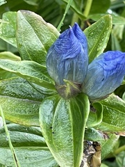 Gentiana platypetala